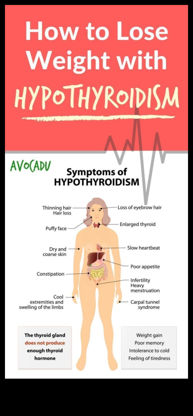 حمية فقدان الوزن ووظيفة الغدة الدرقية: إيجاد التوازن