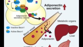 البروتين هو مفتاح رد فعل تحسسي الأنسولين 6 تأثير البروتين على حساسية الأنسولين: نهج شمولي