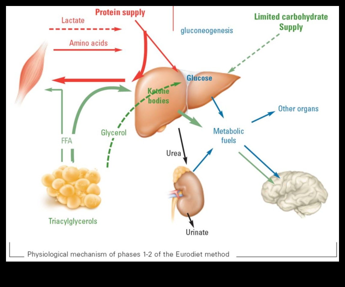 كيتو وصورة الجسم الإيجابية: نهج شمولي