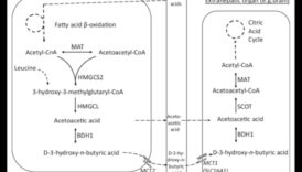 كيتو وصورة الجسم الإيجابية: نهج شمولي
