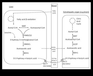 كيتو وصورة الجسم الإيجابية: نهج شمولي