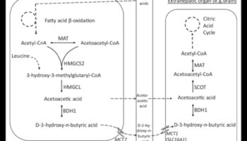 كيتو وصورة الجسم الإيجابية: نهج شمولي