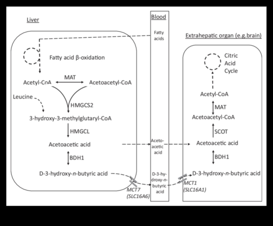 كيتو وصورة الجسم الإيجابية: نهج شمولي