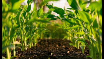 الأنظمة الغذائية قليلة الدهون والزراعة المستدامة: نهج أخضر